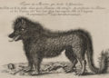 « Figure du Monstre qui désole le Gévaudan ».
Gravure sur cuivre de 1764-1765 (Wikipédia)