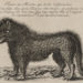 « Figure du Monstre qui désole le Gévaudan ».
Gravure sur cuivre de 1764-1765 (Wikipédia)